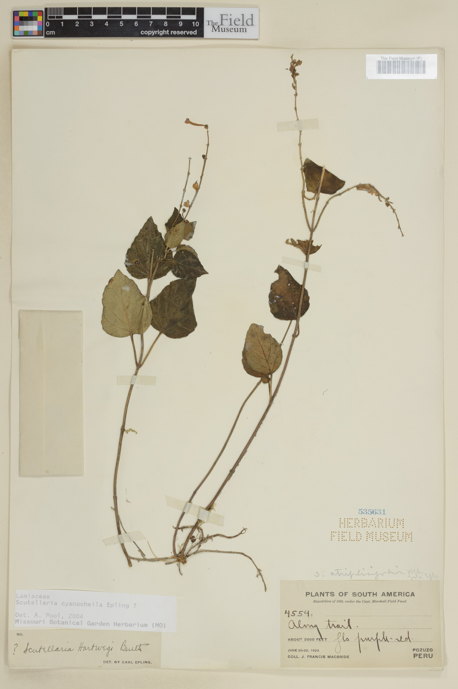 Scutellaria cyanocheila image