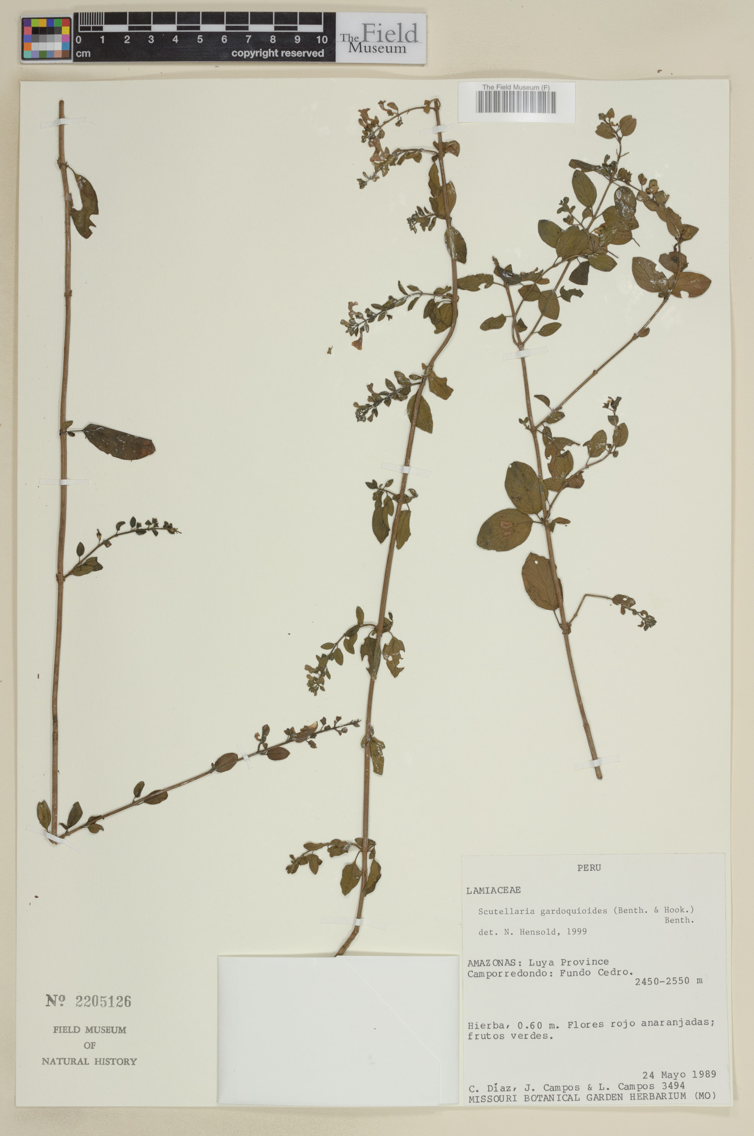 Scutellaria gardoquioides image