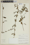 Scutellaria gardoquioides image