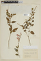 Scutellaria incarnata image
