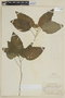 Scutellaria leucantha image
