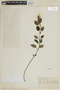 Scutellaria incarnata image