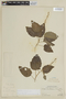 Scutellaria leucantha image