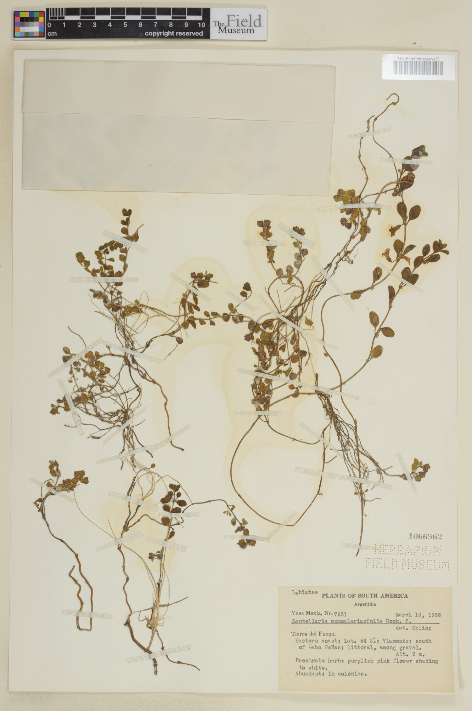 Scutellaria nummulariifolia image