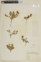 Scutellaria nummulariifolia image