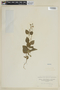 Scutellaria purpurascens image