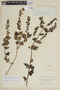 Scutellaria ocymoides image