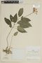 Scutellaria roseocyanea image