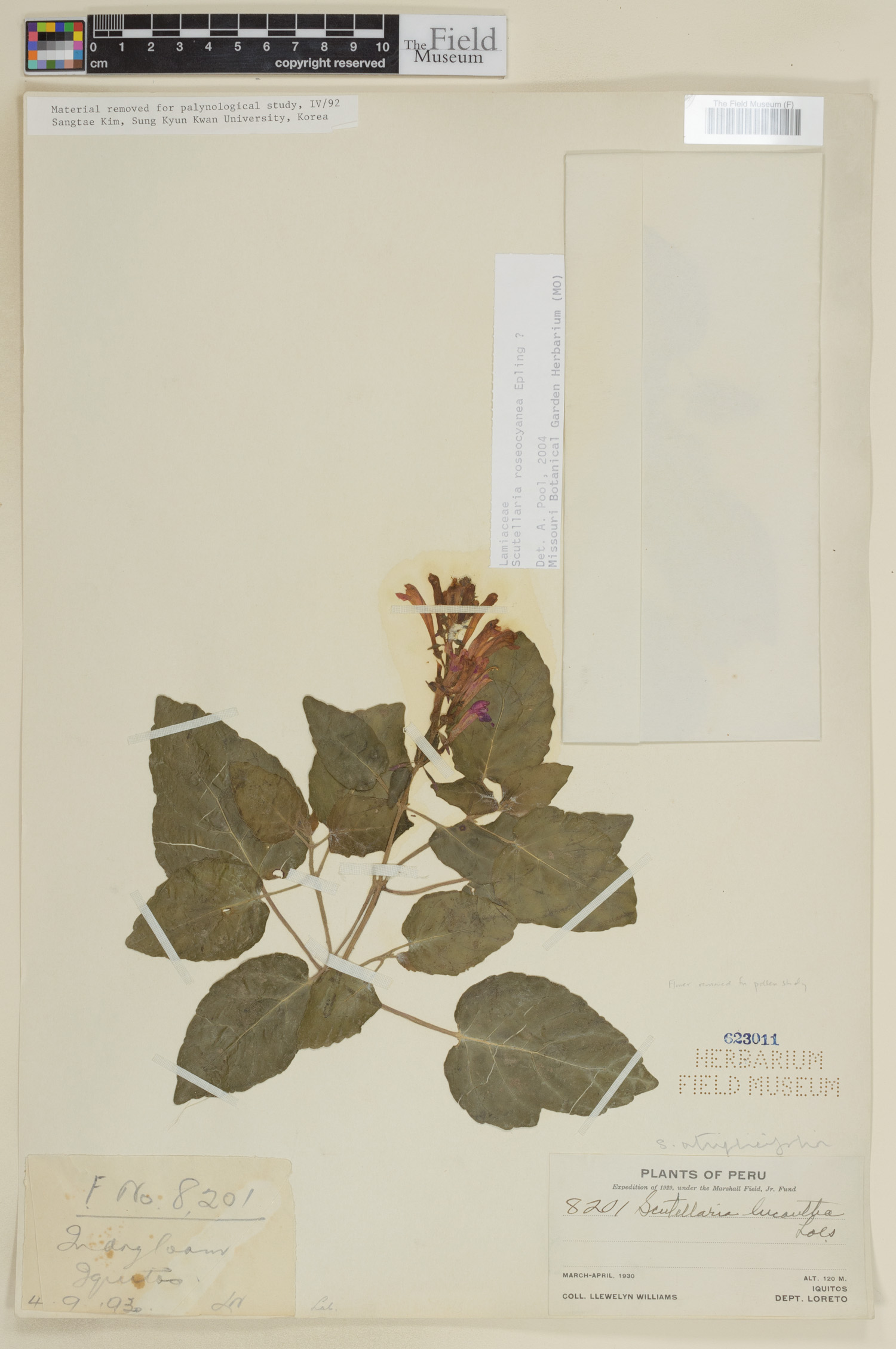 Scutellaria roseocyanea image