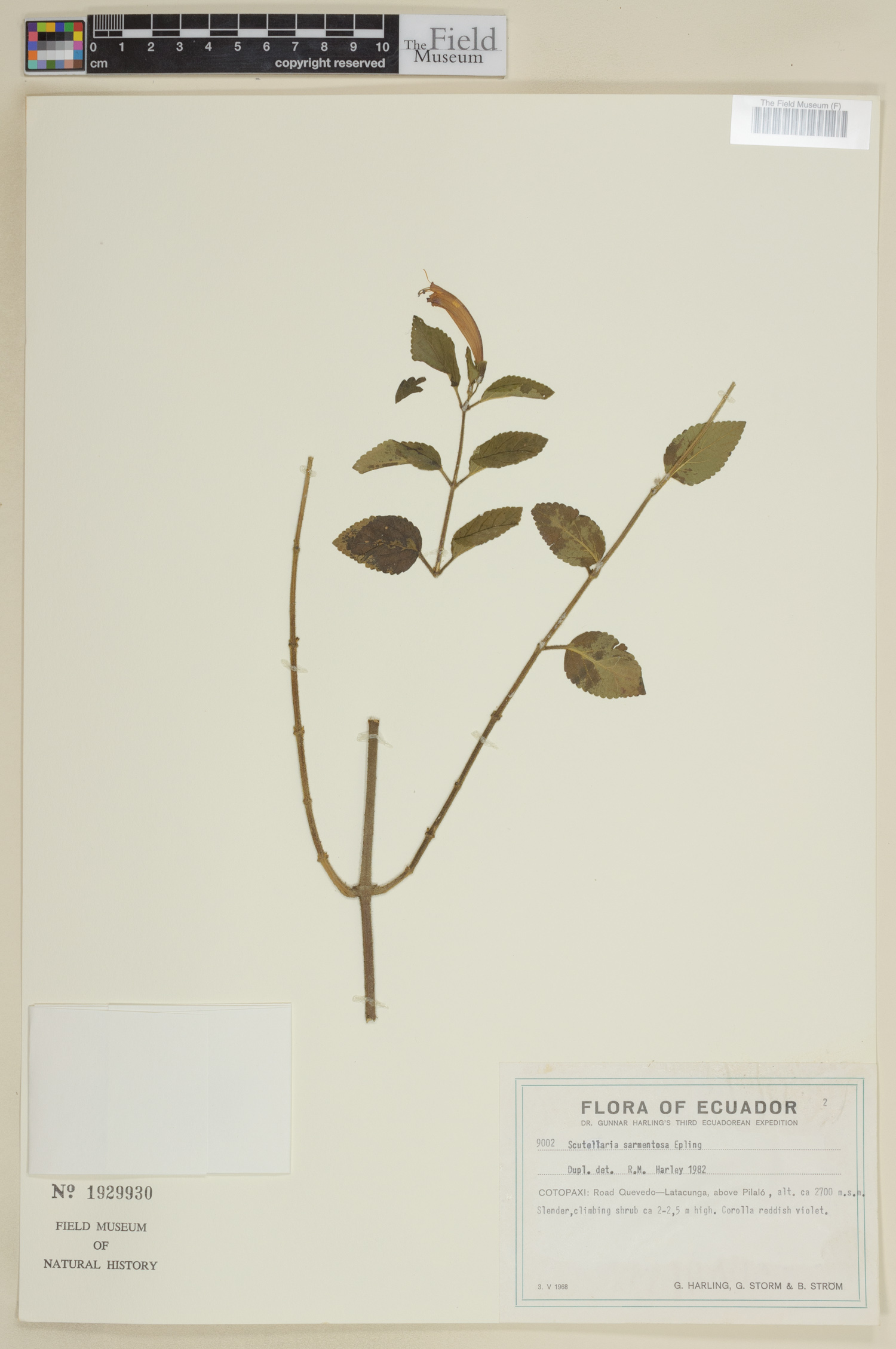 Scutellaria sarmentosa image