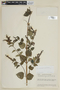 Scutellaria scutellarioides image