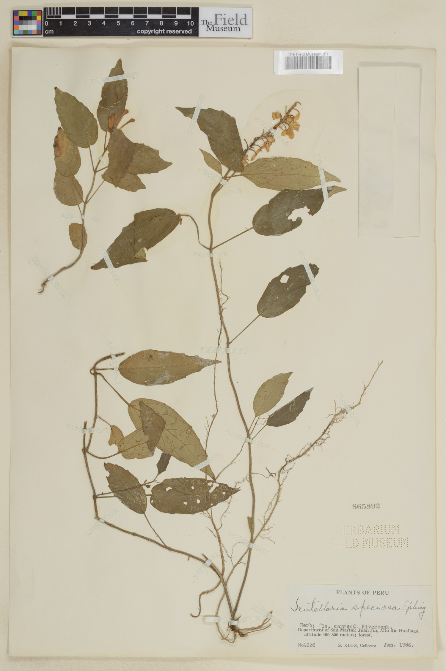 Scutellaria speciosa image