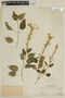 Scutellaria speciosa image