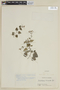 Scutellaria purpurascens subsp. verecunda image