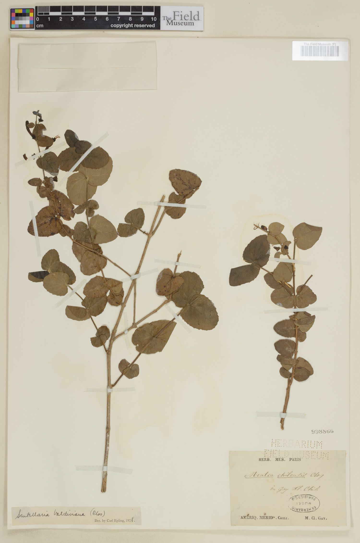 Scutellaria valdiviana image