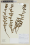 Scutellaria volubilis image