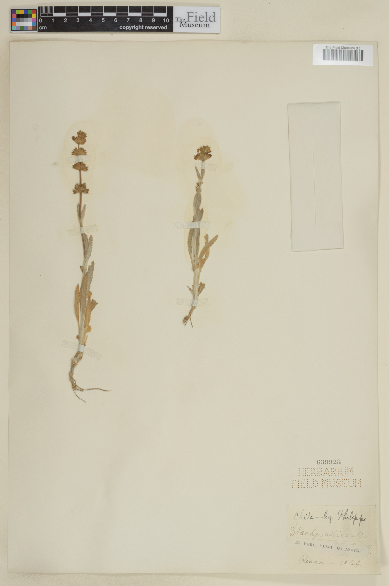 Stachys albicaulis image