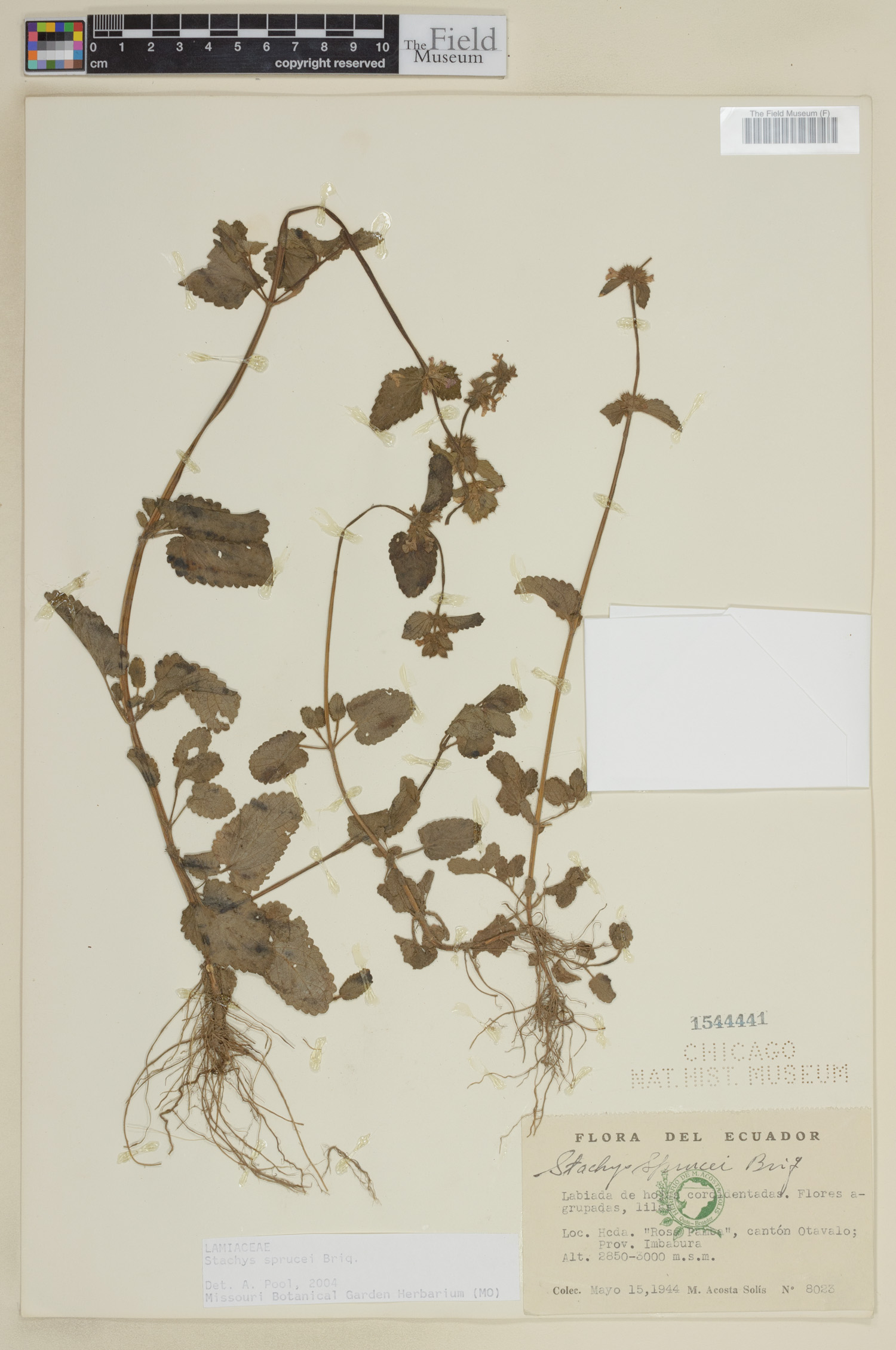 Stachys sprucei image