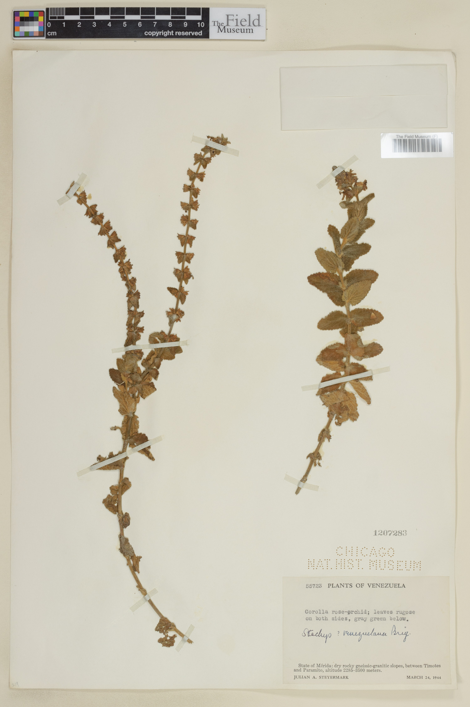 Stachys venezuelana image