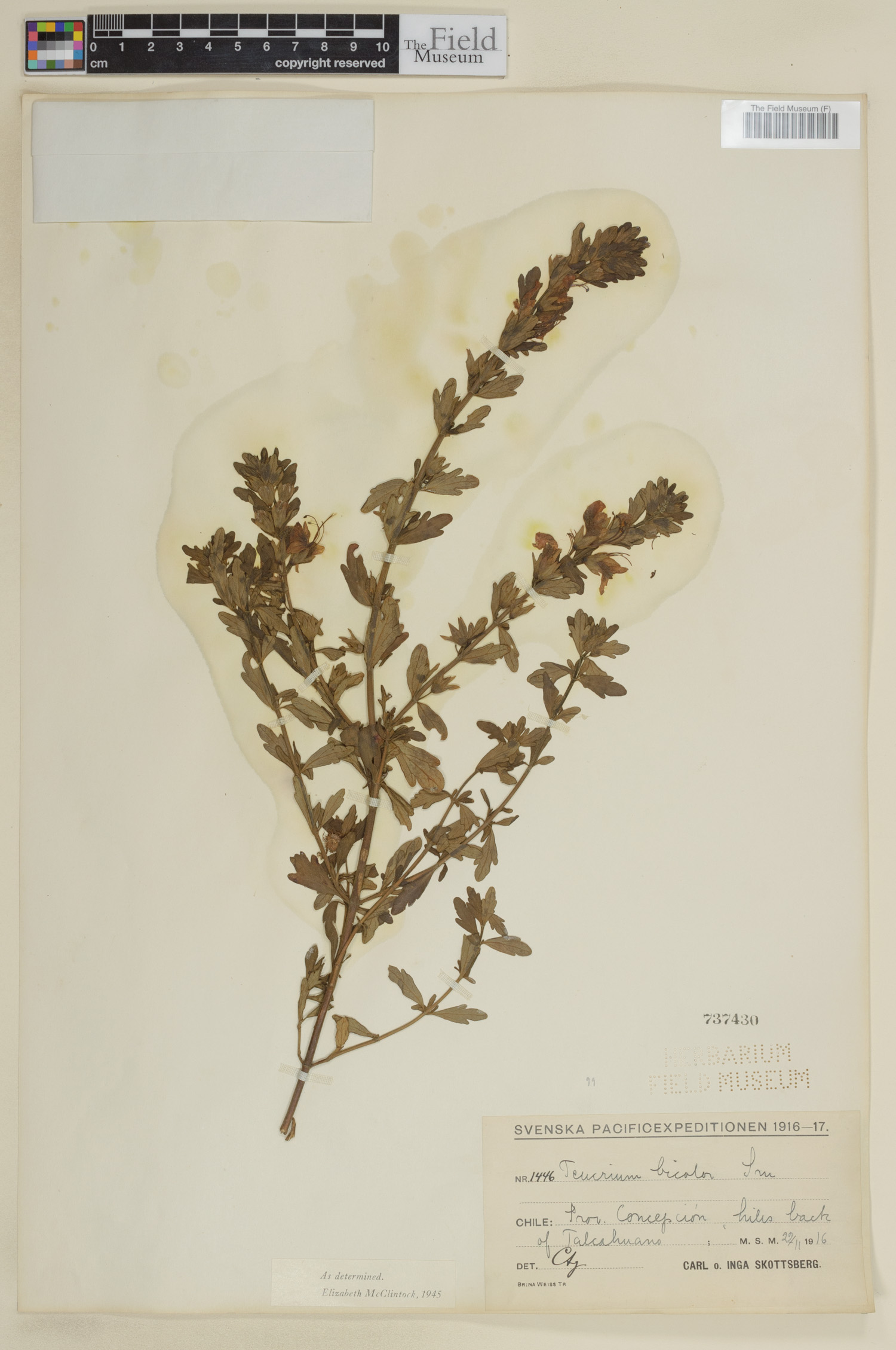 Teucrium bicolor image