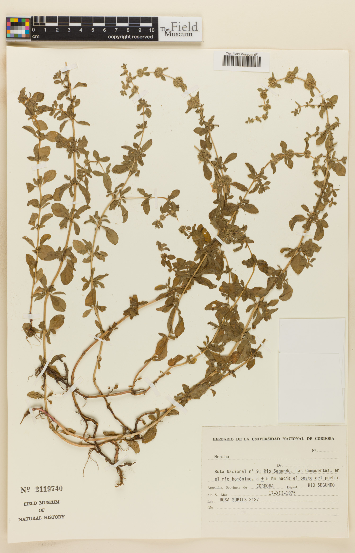 Mentha image