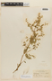 Minthostachys acutifolia image