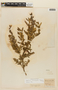Lepechinia chamaedryoides image