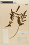 Lepechinia codon image