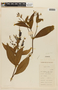 Lepechinia codon image