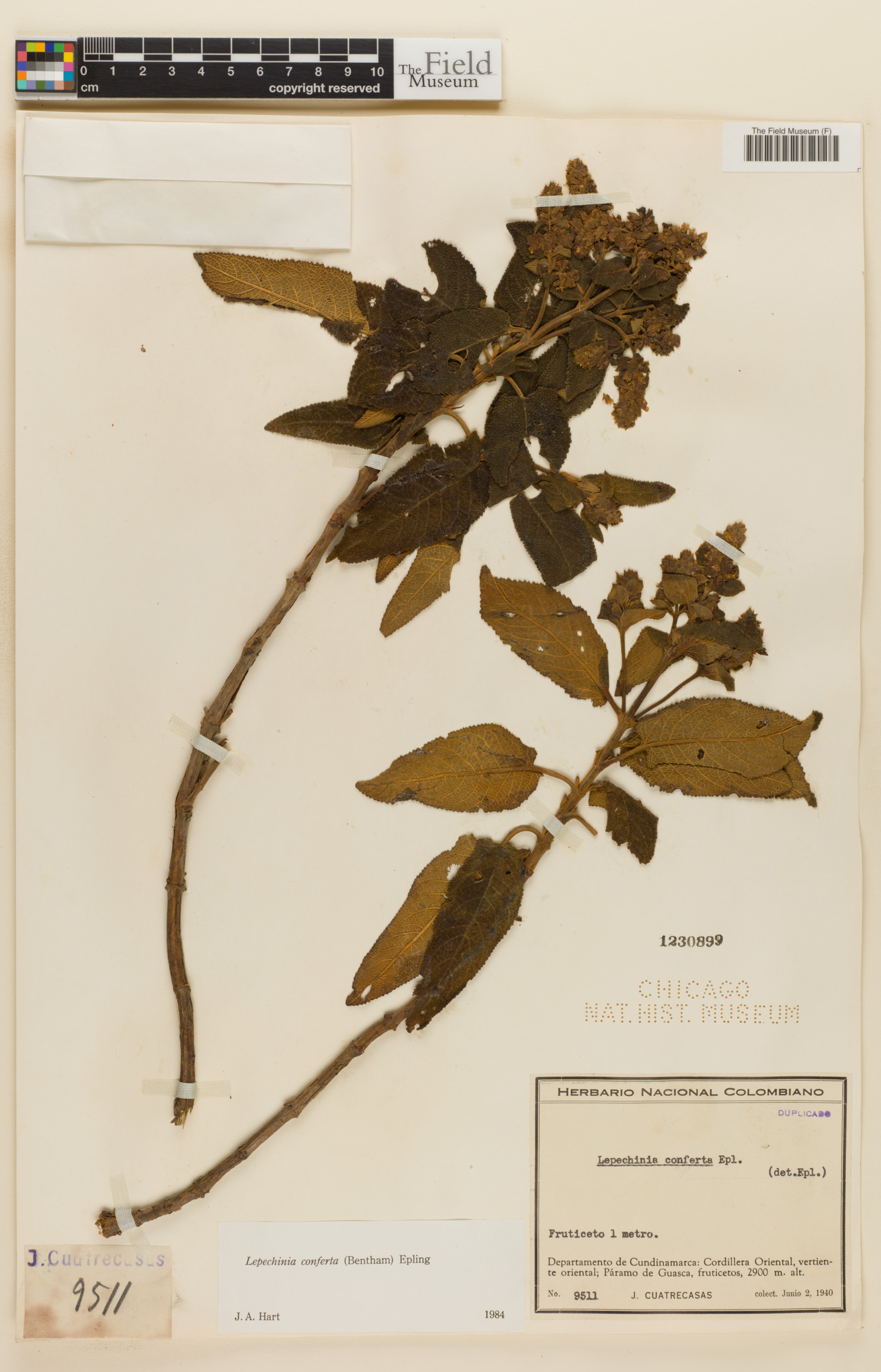 Lepechinia conferta image