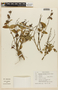 Lepechinia floribunda image