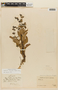 Lepechinia floribunda image