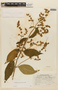 Lepechinia graveolens image