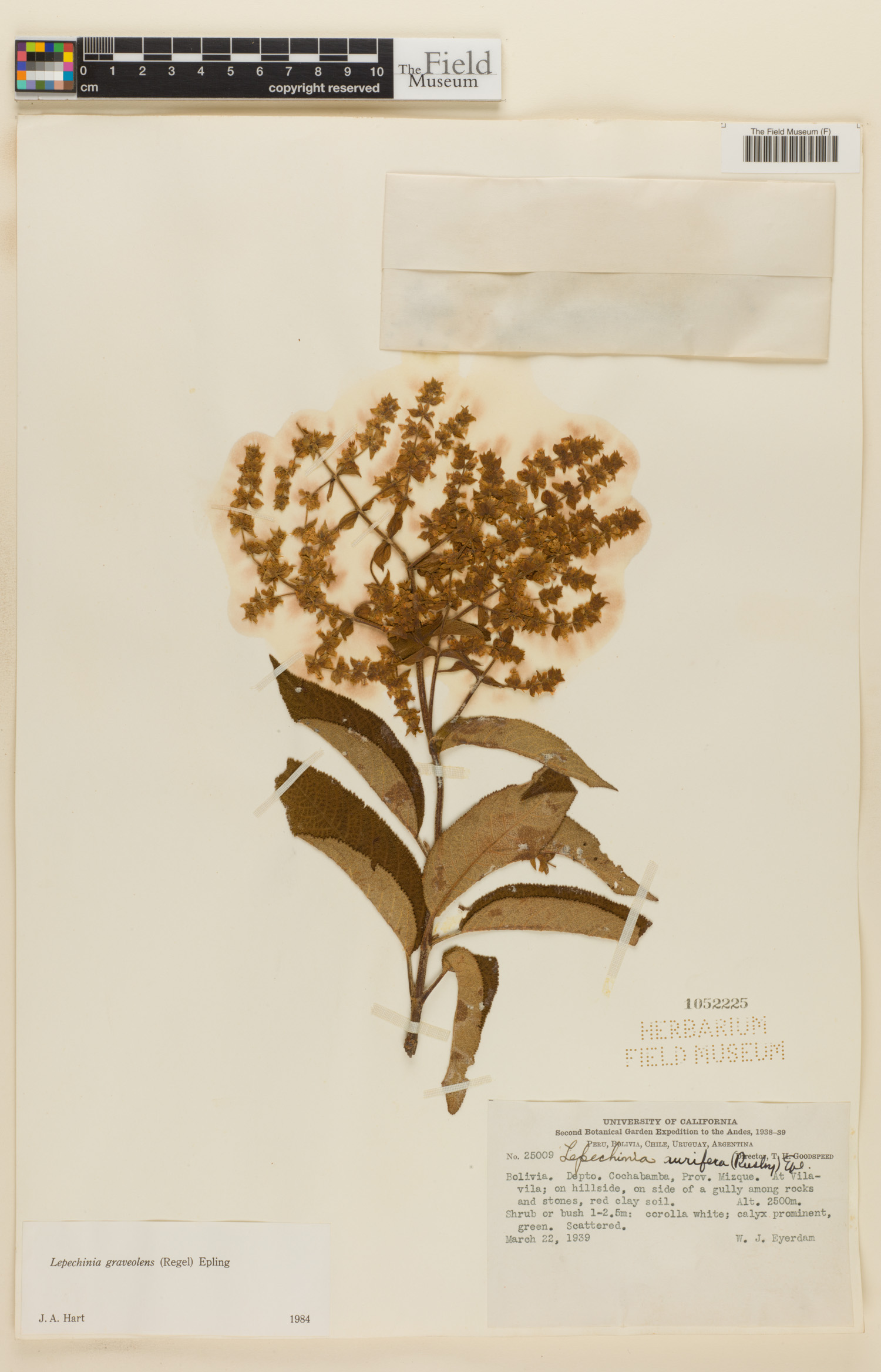 Lepechinia graveolens image
