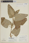 Lepechinia lamiifolia image