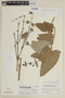 Lepechinia lamiifolia image