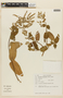 Lepechinia paniculata image