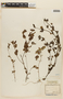 Marsypianthes hyptoides image