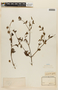 Marsypianthes hyptoides image