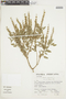 Ocimum basilicum image