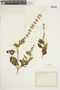 Ocimum carnosum image