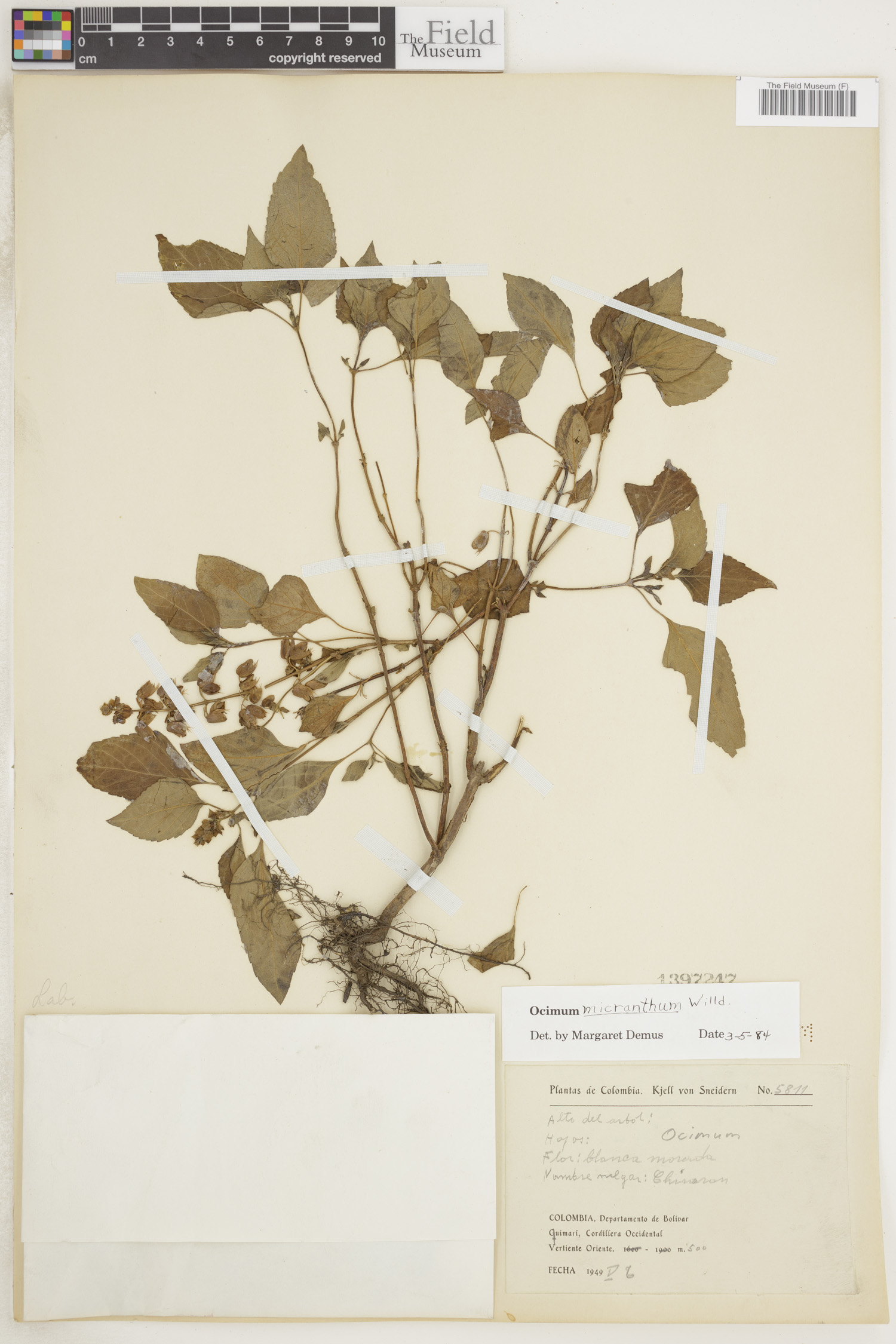 Ocimum micranthum image