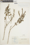 Ocimum micranthum image