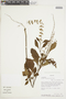 Ocimum neurophyllum image