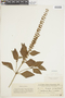 Ocimum selloi image