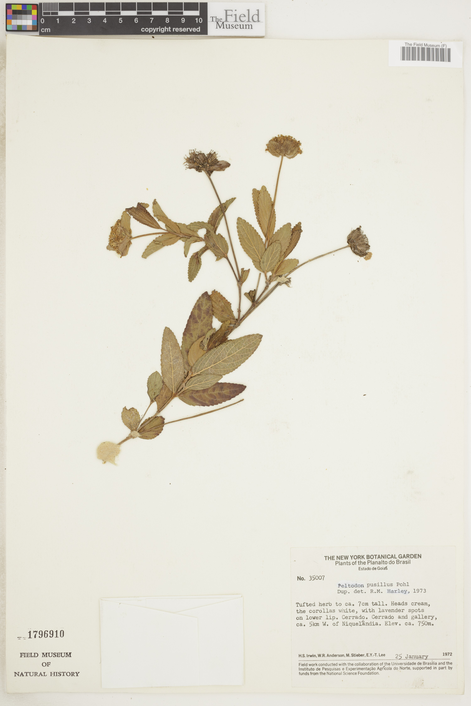 Peltodon pusillus image