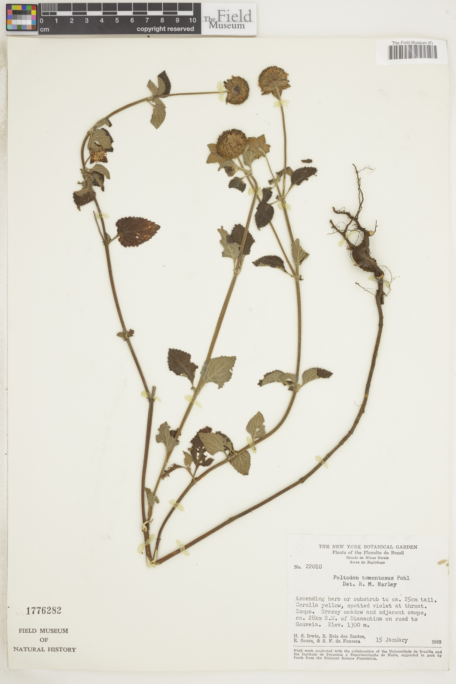 Peltodon image
