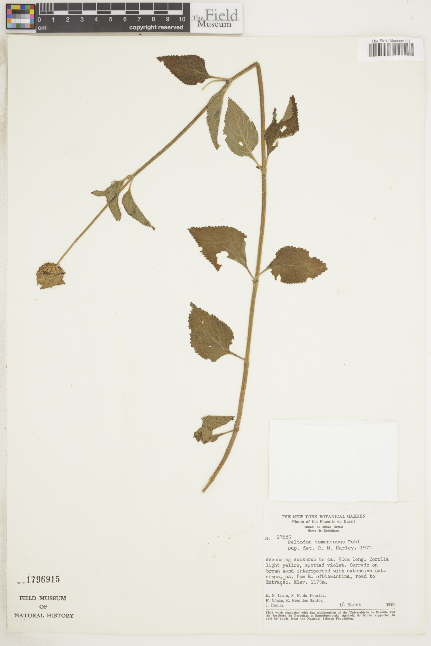 Peltodon tomentosus image