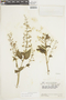 Salvia gracilipes image