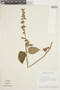 Salvia grewiifolia image